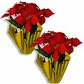 Queens Of Christmas 12 in. Poinsettia in a Gold Foil Pot, 2PK FL-POINSETTIA-5FL-2PK